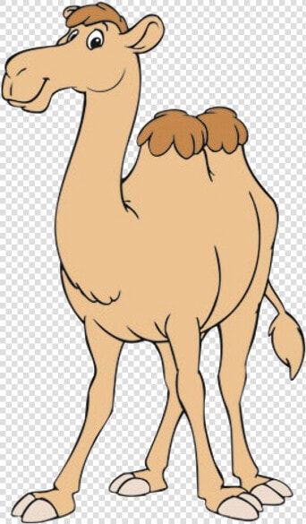 Arabian Camel  HD Png DownloadTransparent PNG