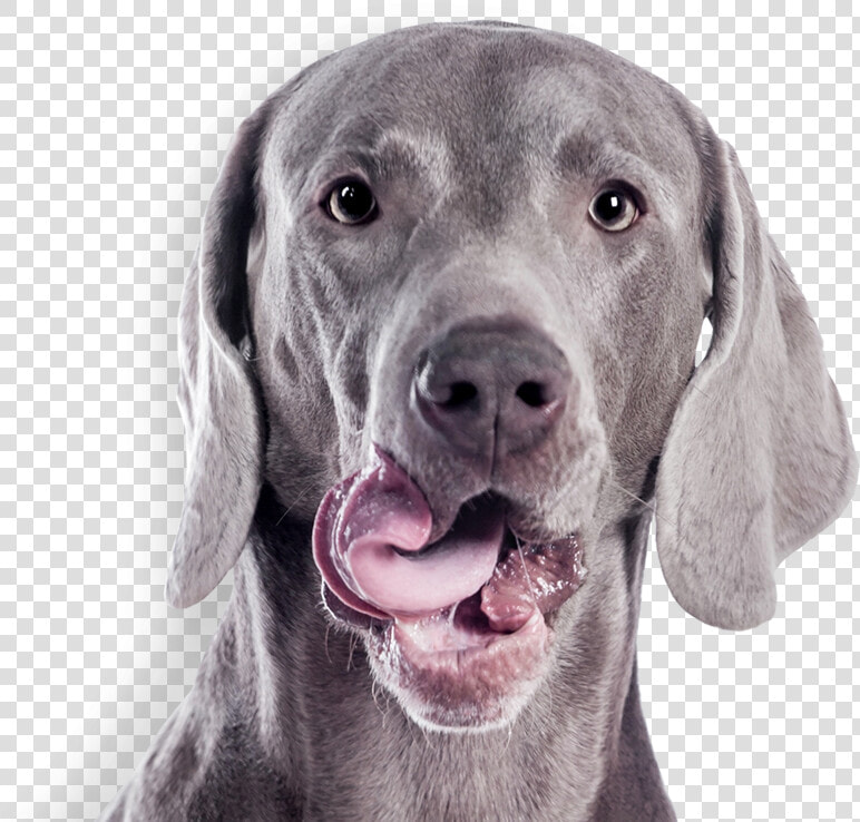 Gray Dog   Cute Weimaraner On White Background  HD Png DownloadTransparent PNG