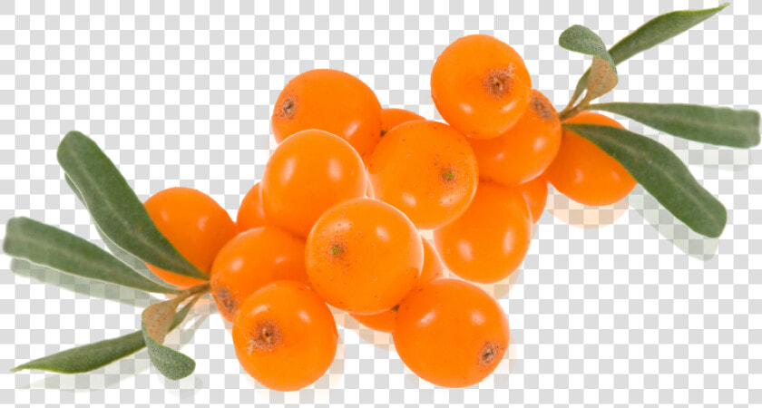 Sea Buckthorn Png   Seaberry Png  Transparent PngTransparent PNG