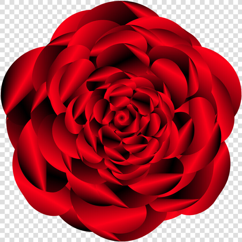 Japanese Camellia  HD Png DownloadTransparent PNG