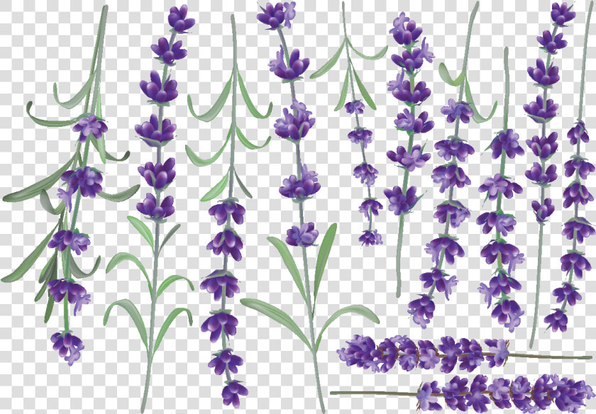 Fernleaf Lavender  HD Png DownloadTransparent PNG