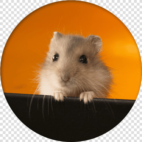 Gerbil Care   Smart Hamsters  HD Png DownloadTransparent PNG