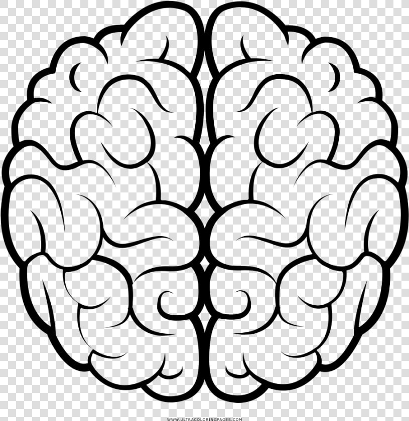 Cerebro Página Para Colorear   Brain Drawing Transparent Background  HD Png DownloadTransparent PNG