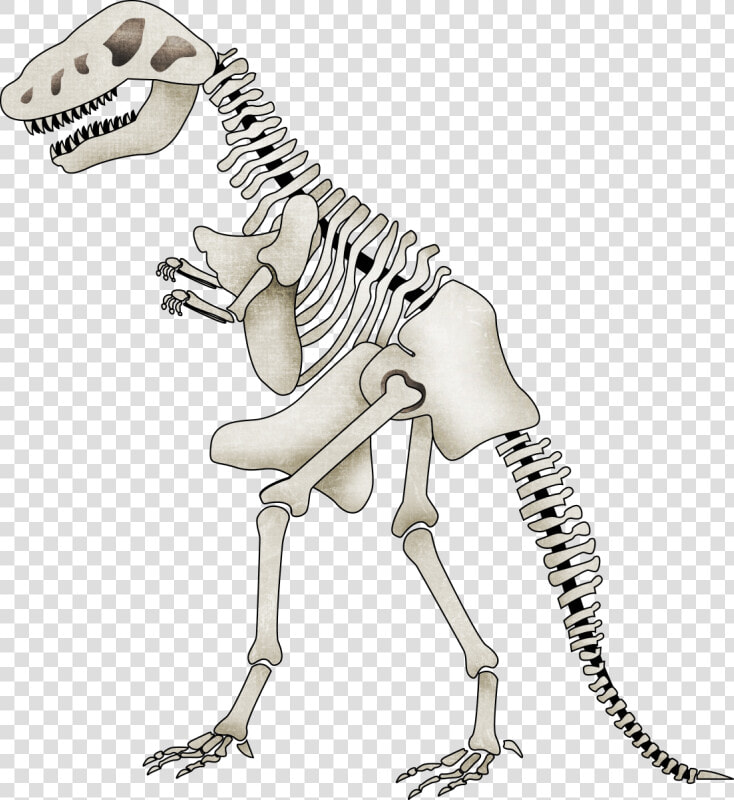 Brachiosaurus Clipart Skeleton   Cartoon Dinosaur Skeleton With Transparent Background  HD Png DownloadTransparent PNG