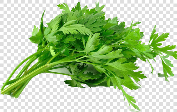 Parsley Leaves  HD Png DownloadTransparent PNG