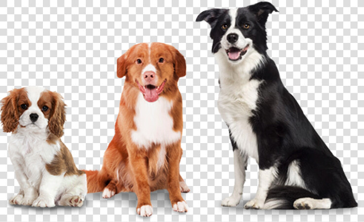 Woofpack Extra Dogs   Soft Coated Border Collie  HD Png DownloadTransparent PNG