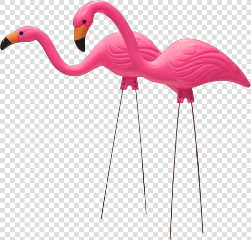 Flamingo  Moved Permanently   Transparent Background Plastic Flamingo Png  Png DownloadTransparent PNG