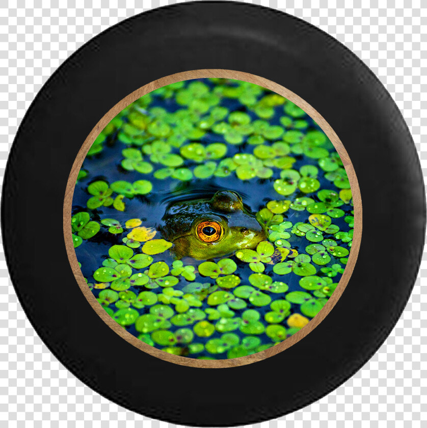 Transparent Lily Pads Png   Лягушка В Болоте  Png DownloadTransparent PNG