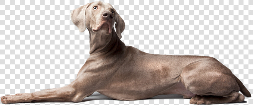 Increases Bone  amp  Tendon Strength   Weimaraner  HD Png DownloadTransparent PNG