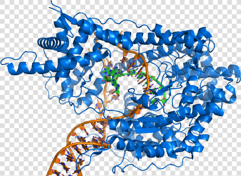 Rna Polymerase Producing Mrna From A Double stranded   Rna Polymerase  HD Png DownloadTransparent PNG