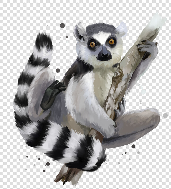 Transparent Lemur Clipart   Lemurs  HD Png DownloadTransparent PNG