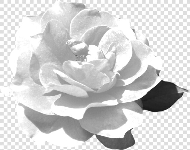 This Is The Rose Flower Png Guitar Silhouette Png   Echeveria  Transparent PngTransparent PNG