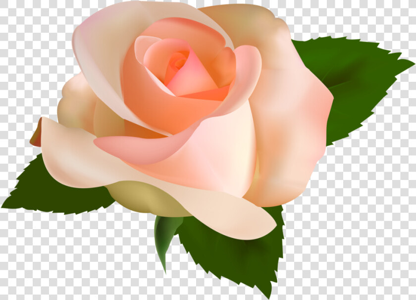 Beautiful Rose Png Clipart   Peach Rose Rose Clipart  Transparent PngTransparent PNG