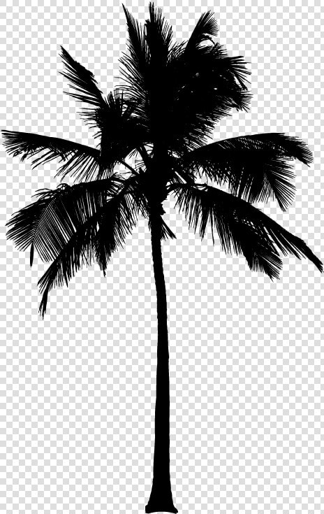 15 Black And White Palm Tree Png For On Mbtskoudsalg   Silhouette Palm Tree Png  Transparent PngTransparent PNG