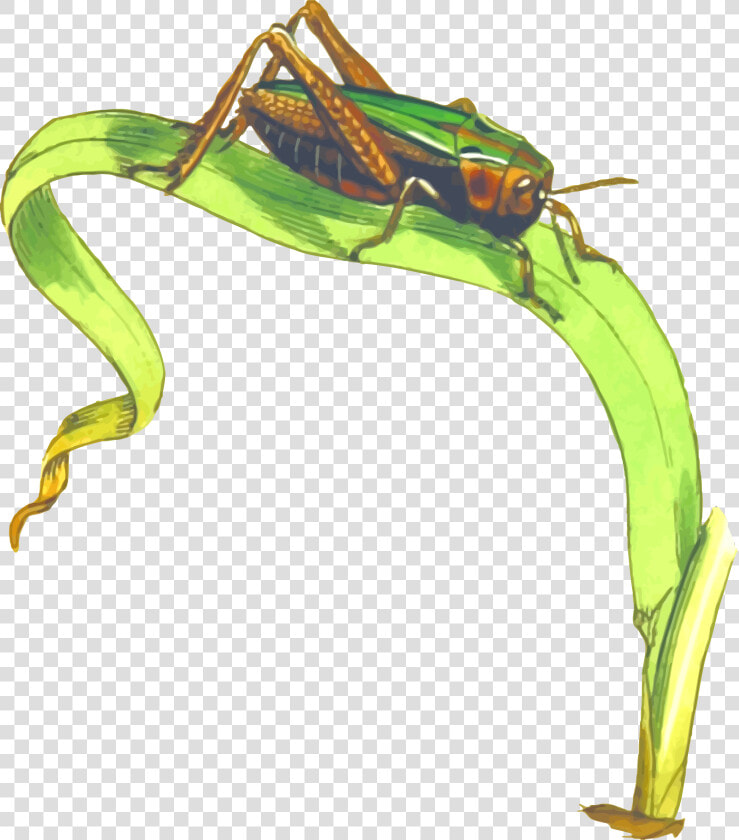 Cricket Insect Png Clipart   Grasshopper On Grass Clipart  Transparent PngTransparent PNG