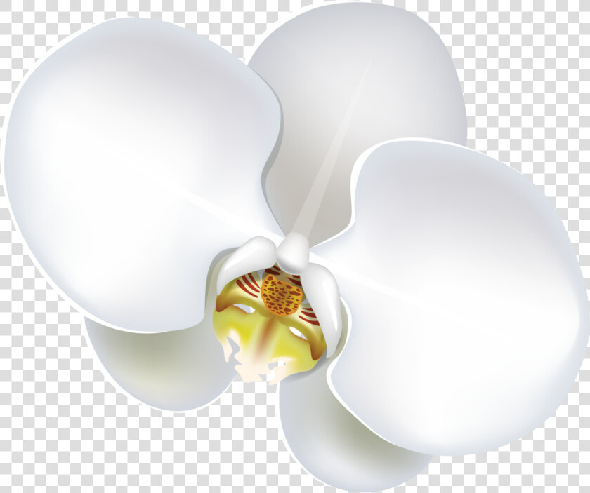 Flower   Png Download   Moth Orchid  Transparent PngTransparent PNG