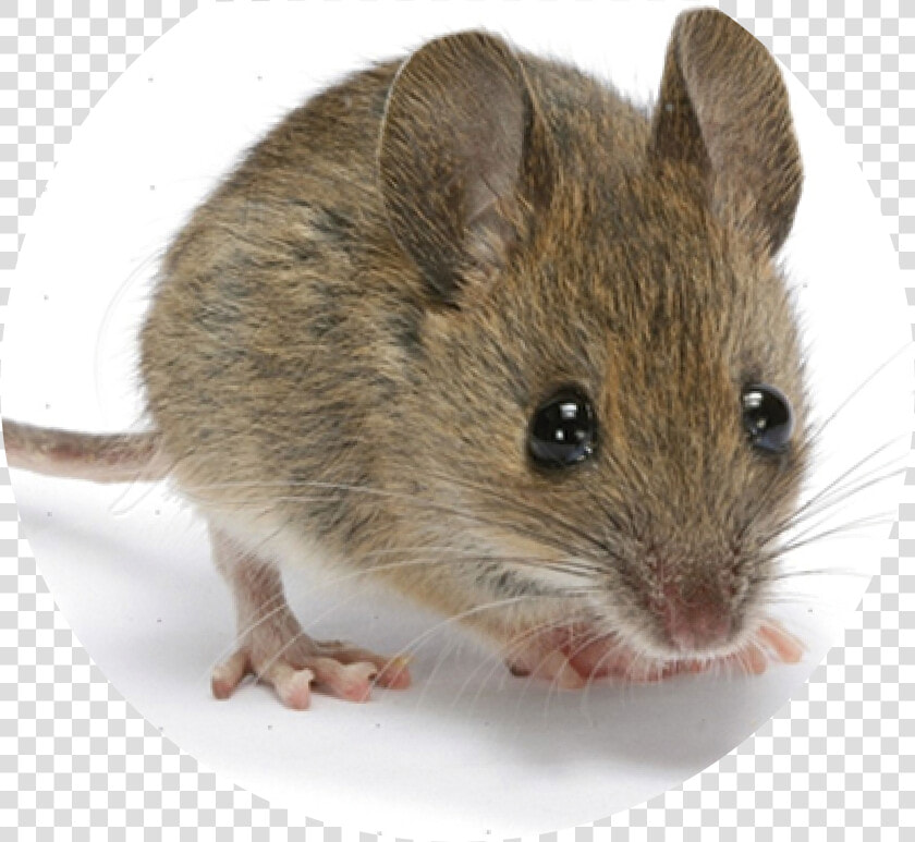 Mouse Is The First Mammal To Have Its Genome Decoded  HD Png DownloadTransparent PNG