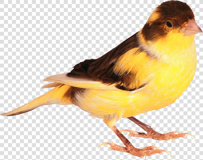 Cute Bird Png Image Transparent   Cute Real Bird Png  Png DownloadTransparent PNG