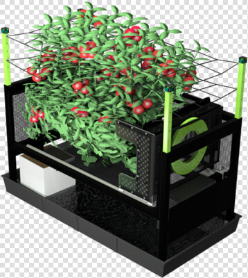 Model   Houseplant  HD Png DownloadTransparent PNG