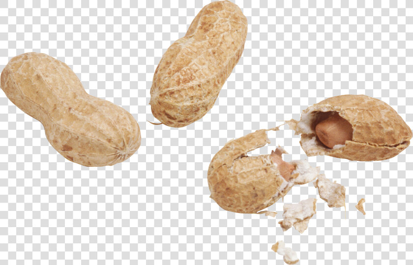 Peanut Png   Арахис Png  Transparent PngTransparent PNG