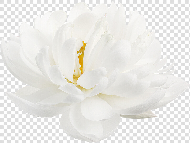 “ White Lotus From The Nymphaea Genus  HD Png DownloadTransparent PNG