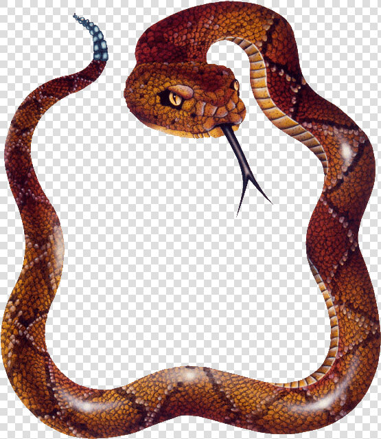 Snake Png Photos   Copperhead Snake Png  Transparent PngTransparent PNG