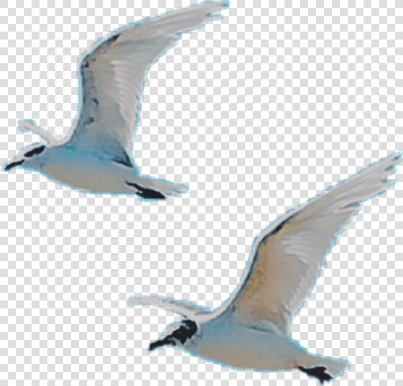  birds  fly  wings  free  white   European Herring Gull  HD Png DownloadTransparent PNG