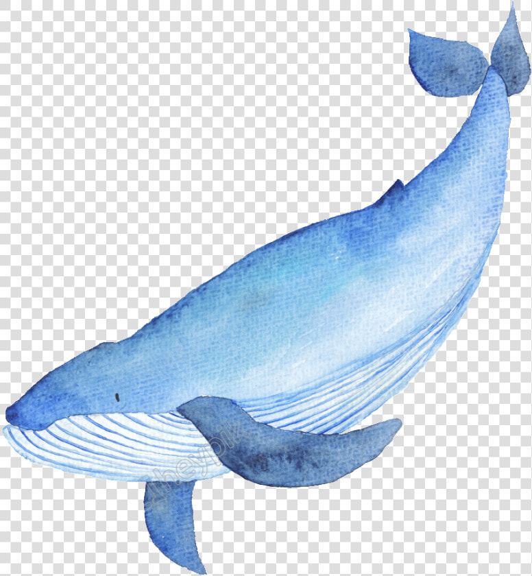 Drawn Whale Catoon   Whales  HD Png DownloadTransparent PNG