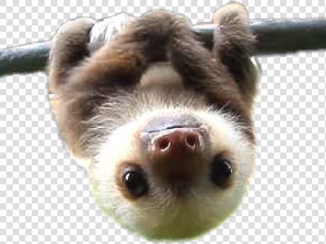 Sloth Png Transparent Images   Transparent Sloth Png  Png DownloadTransparent PNG