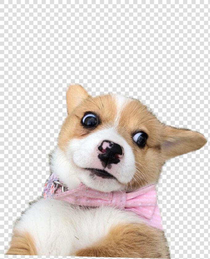  weird  meme  dog  doggo  dogmeme  worried  worry  scared  HD Png DownloadTransparent PNG