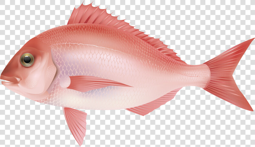 Ocean Fish Png   Pink Salt Water Fish  Transparent PngTransparent PNG