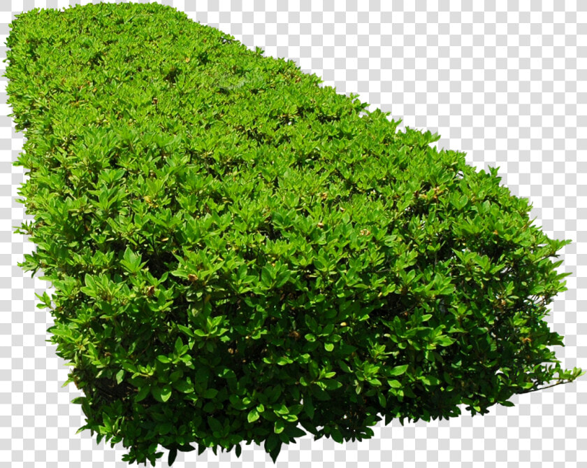 Flower Garden Tree   Transparent Garden Plant Png  Png DownloadTransparent PNG