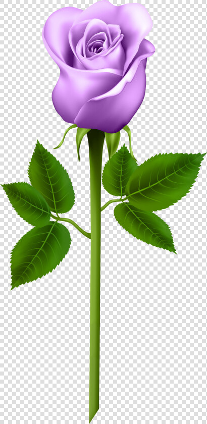 Flower flowering Plant plant rose plant Stem rose Tea   Blue Rose Transparent Background  HD Png DownloadTransparent PNG