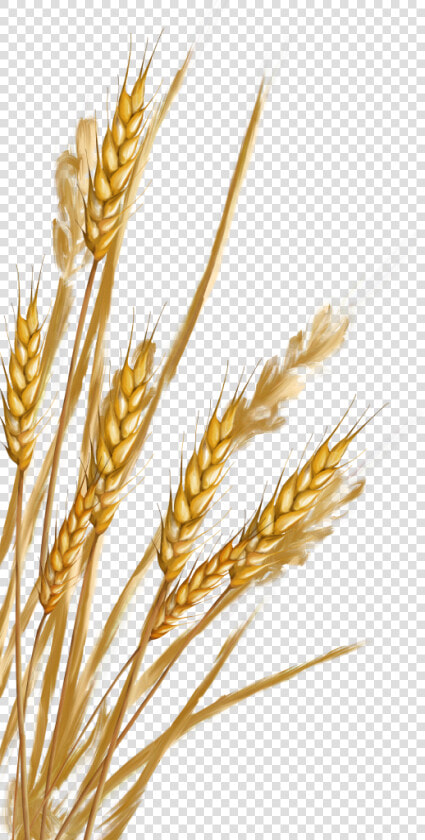 Vector Wheat Gehu   Пшеница Пнг  HD Png DownloadTransparent PNG