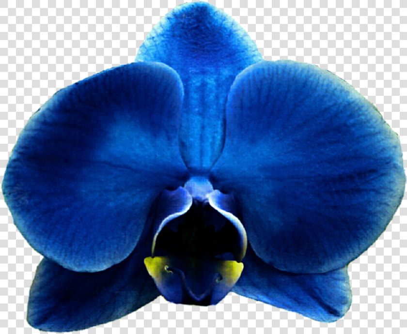 Royal Blue Flower Clipart Free Download Eletragesi   Orchids  HD Png DownloadTransparent PNG