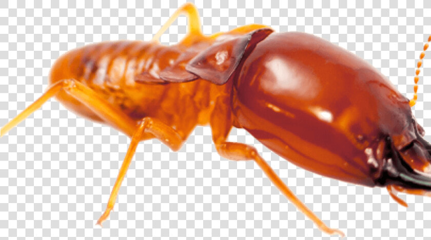 Download Termite Png File   Termite Png  Transparent PngTransparent PNG