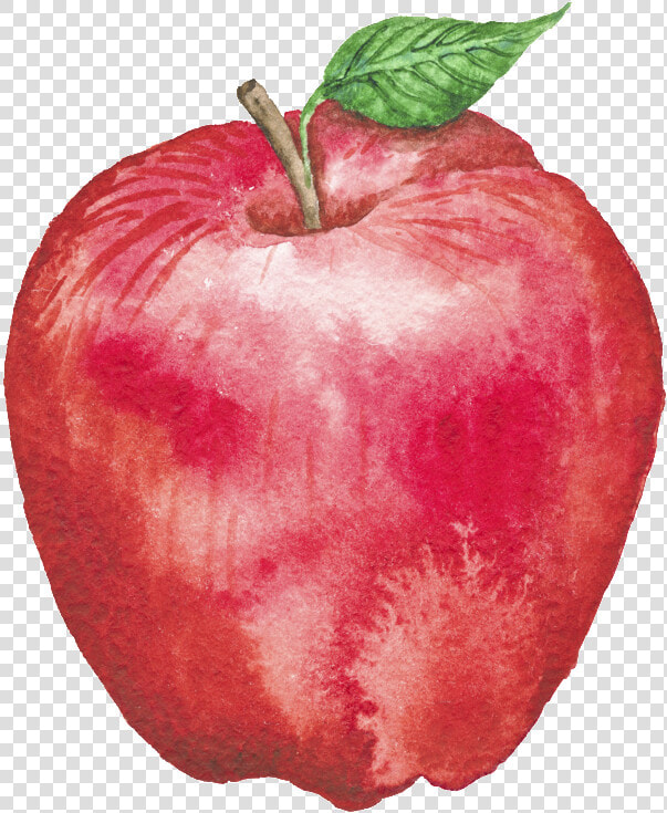 Red Hand Drawn Cartoon Transparent Fruit Png   Mcintosh  Png DownloadTransparent PNG