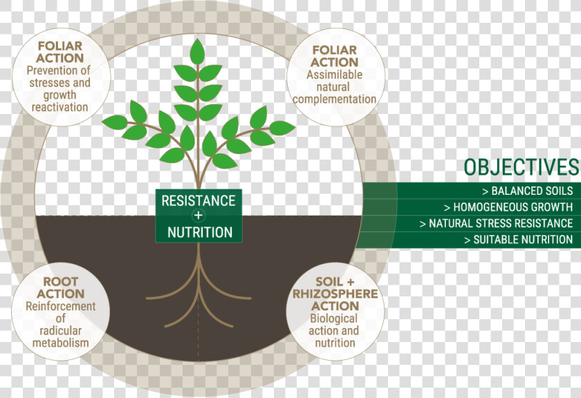 Optimizing Development Conditions   Nutrition Of Trees  HD Png DownloadTransparent PNG