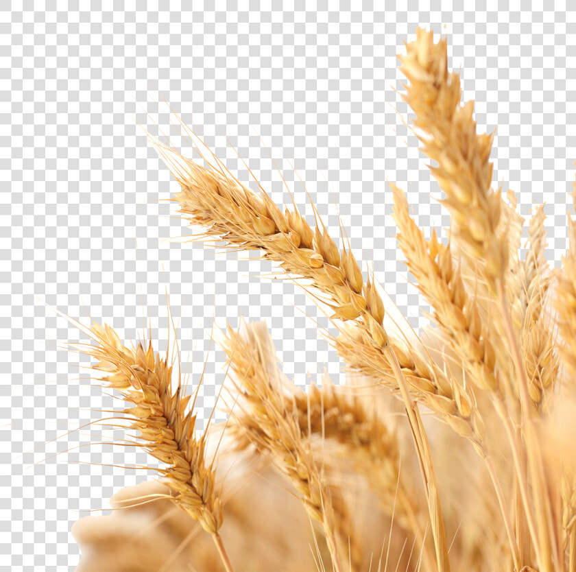 Transparent Wheat Vector Png   Transparent Transparent Background Wheat Png  Png DownloadTransparent PNG