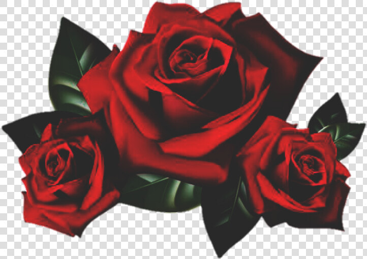 Rose Roses Flower Garden Red Nature   Rose Flowers Png  Transparent PngTransparent PNG