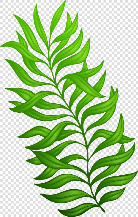 Clip Art Exotic Green Plant Png   Plant Clip Art Png  Transparent PngTransparent PNG