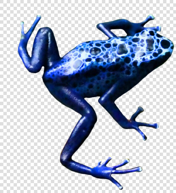 Frog poison Dart Frog amphibian tree Frog blue cobalt   Poison Dart Frog Clip Art No Background  HD Png DownloadTransparent PNG