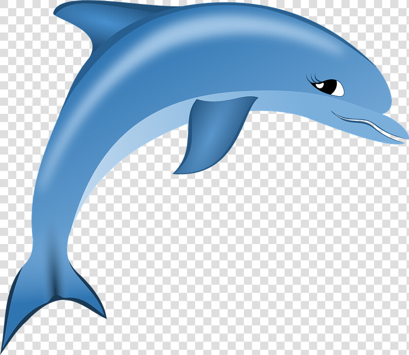 Dolphin Png Free Image Download   Dolphin Logo Png  Transparent PngTransparent PNG