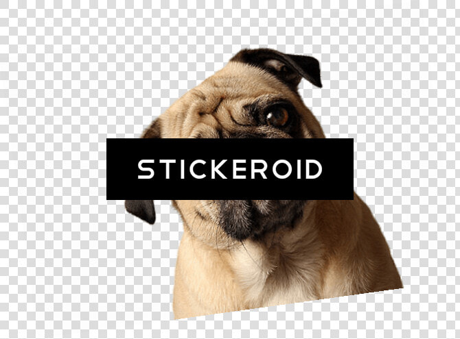 Pug Head Png   Pug  Transparent PngTransparent PNG