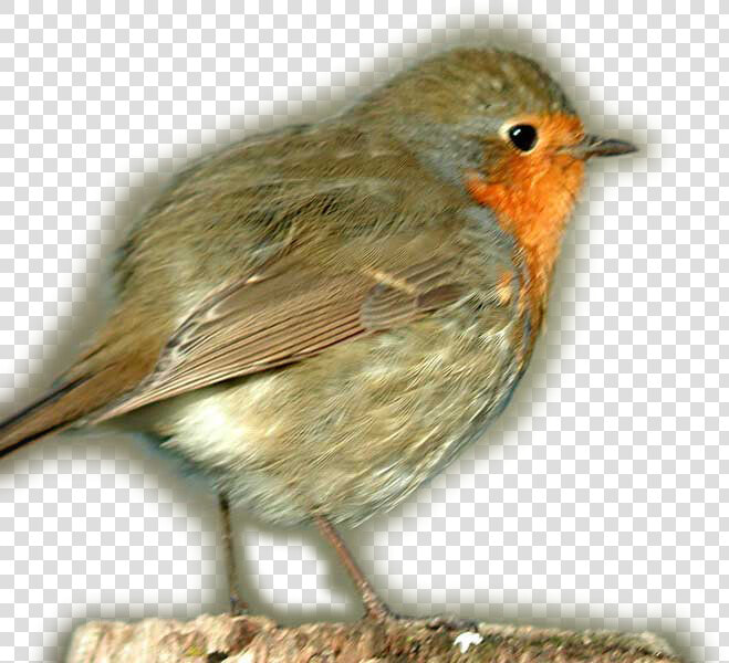 European Robin Transparent Png   European Robin  Png DownloadTransparent PNG