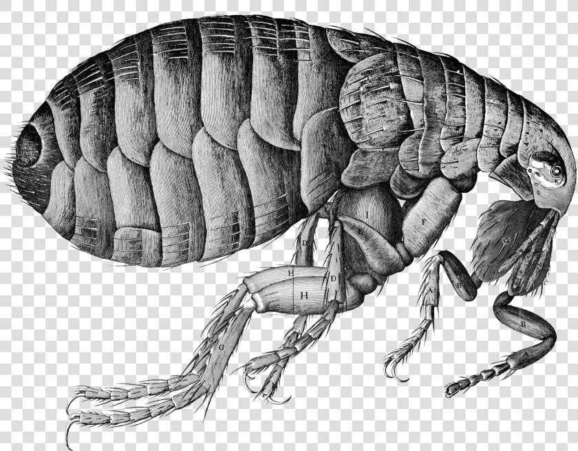 Flea Png   Pulga Da Peste Negra  Transparent PngTransparent PNG