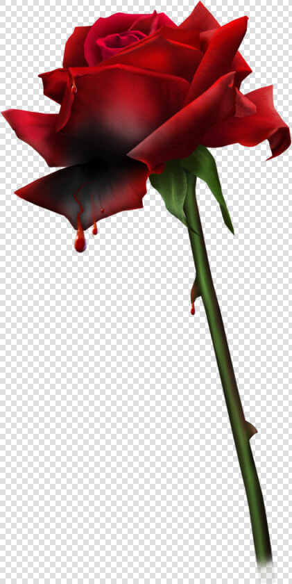  blood    bloody Rose bloody Roses goth goth Aesthetic rose roses red   Kanayan Gül Png  Transparent PngTransparent PNG