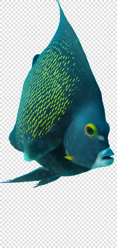 Angelfish Png  Transparent PngTransparent PNG