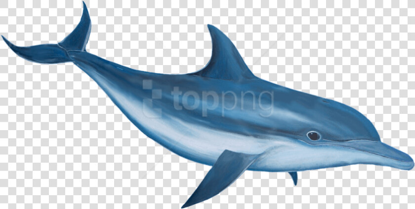 Free Png Download Dolphin Png Images Background Png   Dolphin Hd Png  Transparent PngTransparent PNG