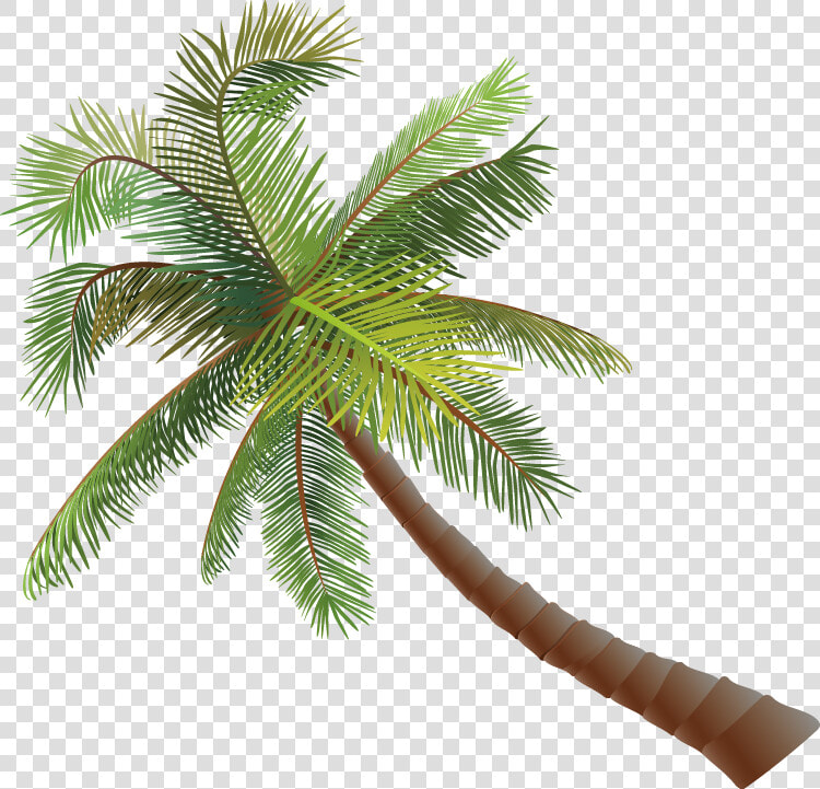 Asian Palmyra Palm Coconut Euclidean Vector   Pohon Kelapa Vektor  HD Png DownloadTransparent PNG